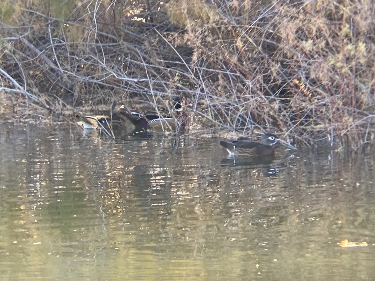 Ahate karolinarra - ML647809385