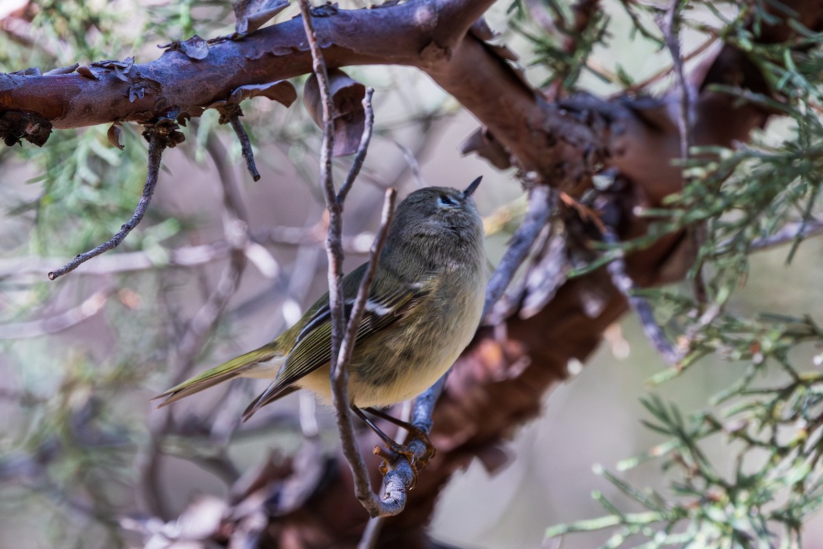 Ruby-crowned Kinglet - ML647809388