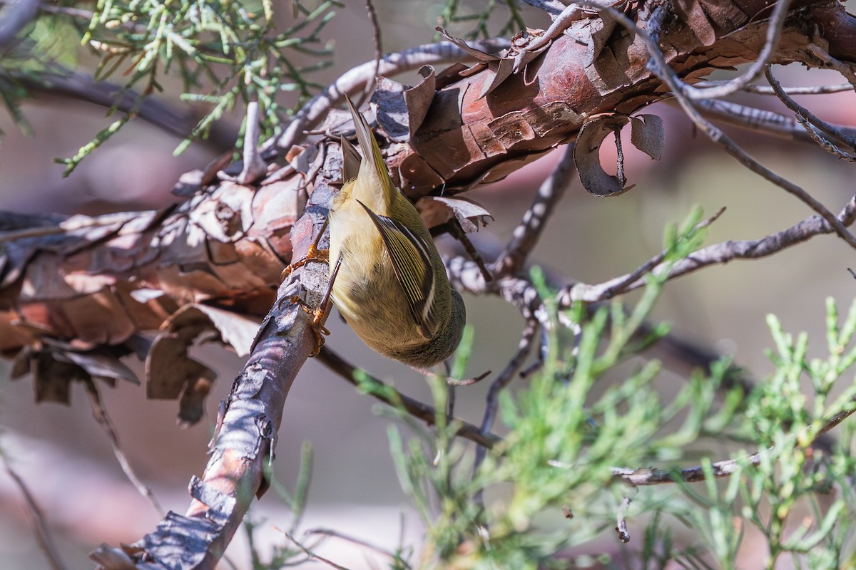 Ruby-crowned Kinglet - ML647809390