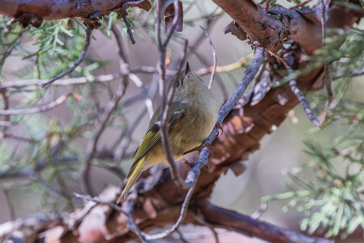 Ruby-crowned Kinglet - ML647809397