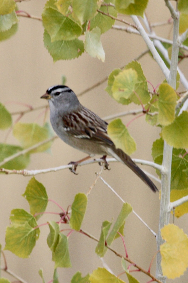 Porsuk Serçesi - ML647809398