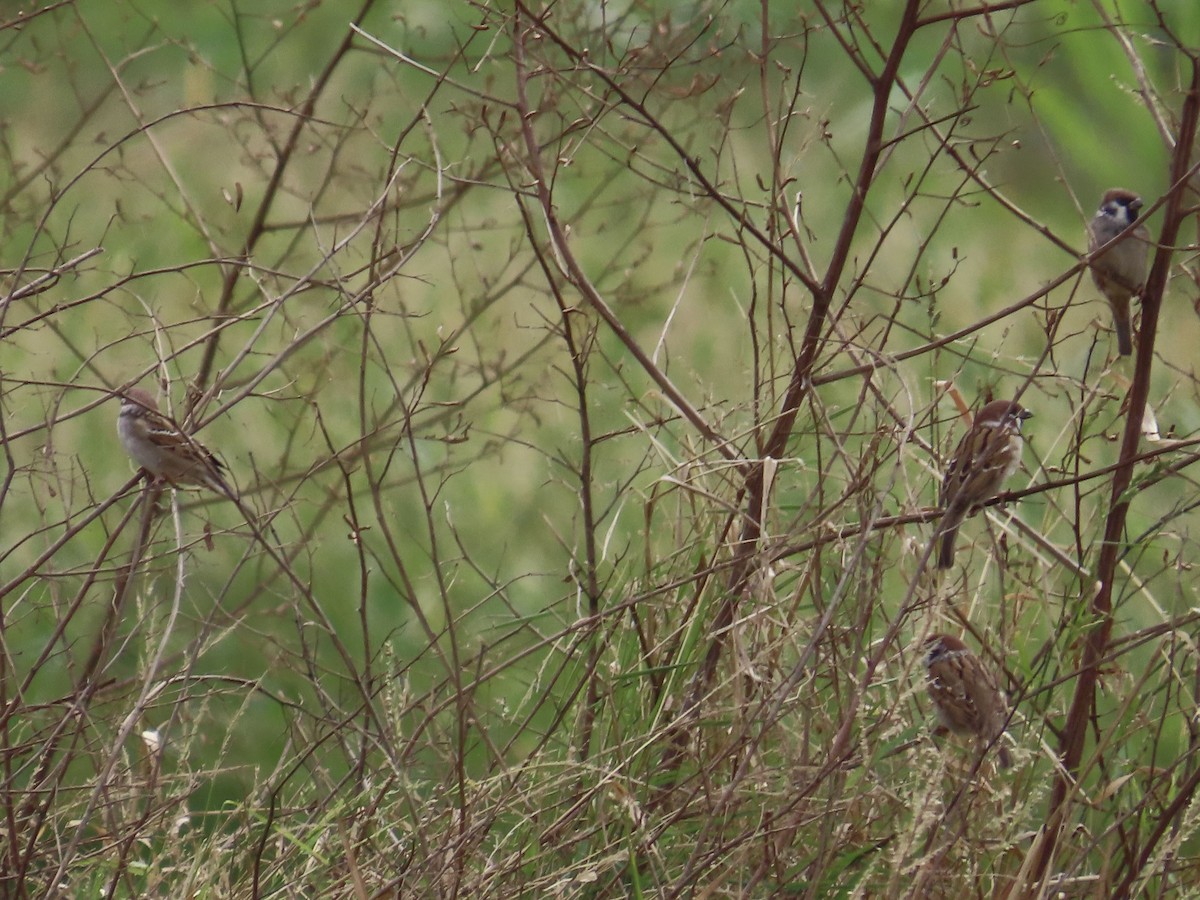 Gorrión Molinero - ML647809404
