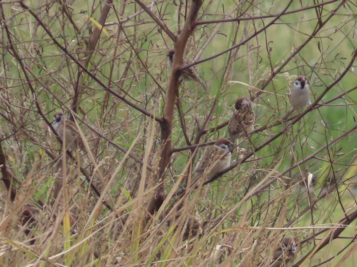 Gorrión Molinero - ML647809405