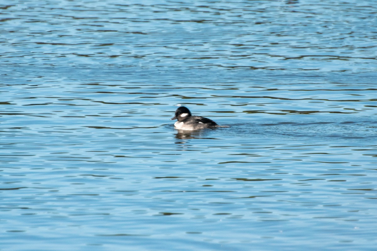 Гоголь-головастик - ML647809421