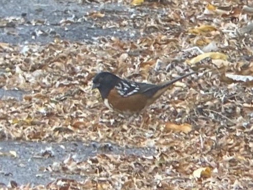 Spotted Towhee - ML647809458