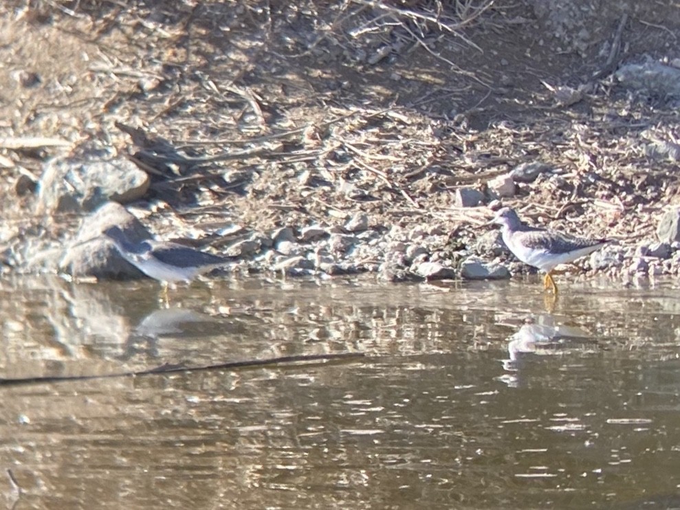Greater Yellowlegs - ML647809461
