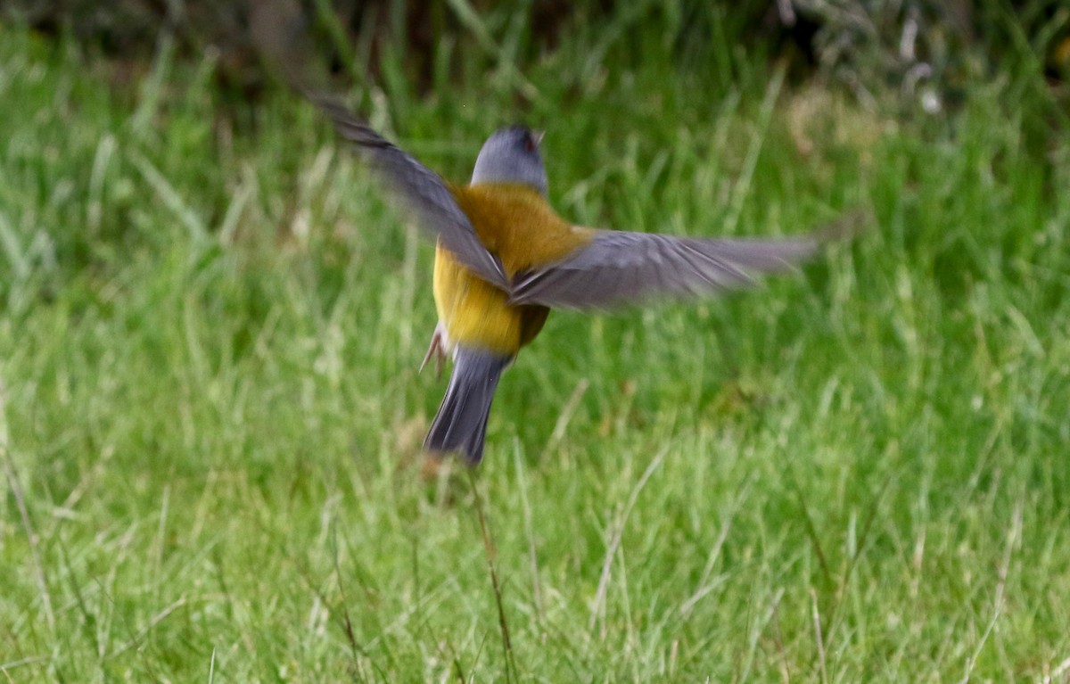 Patagonian Sierra Finch - ML647809471
