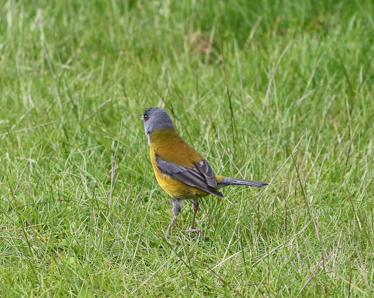 Patagonian Sierra Finch - ML647809472