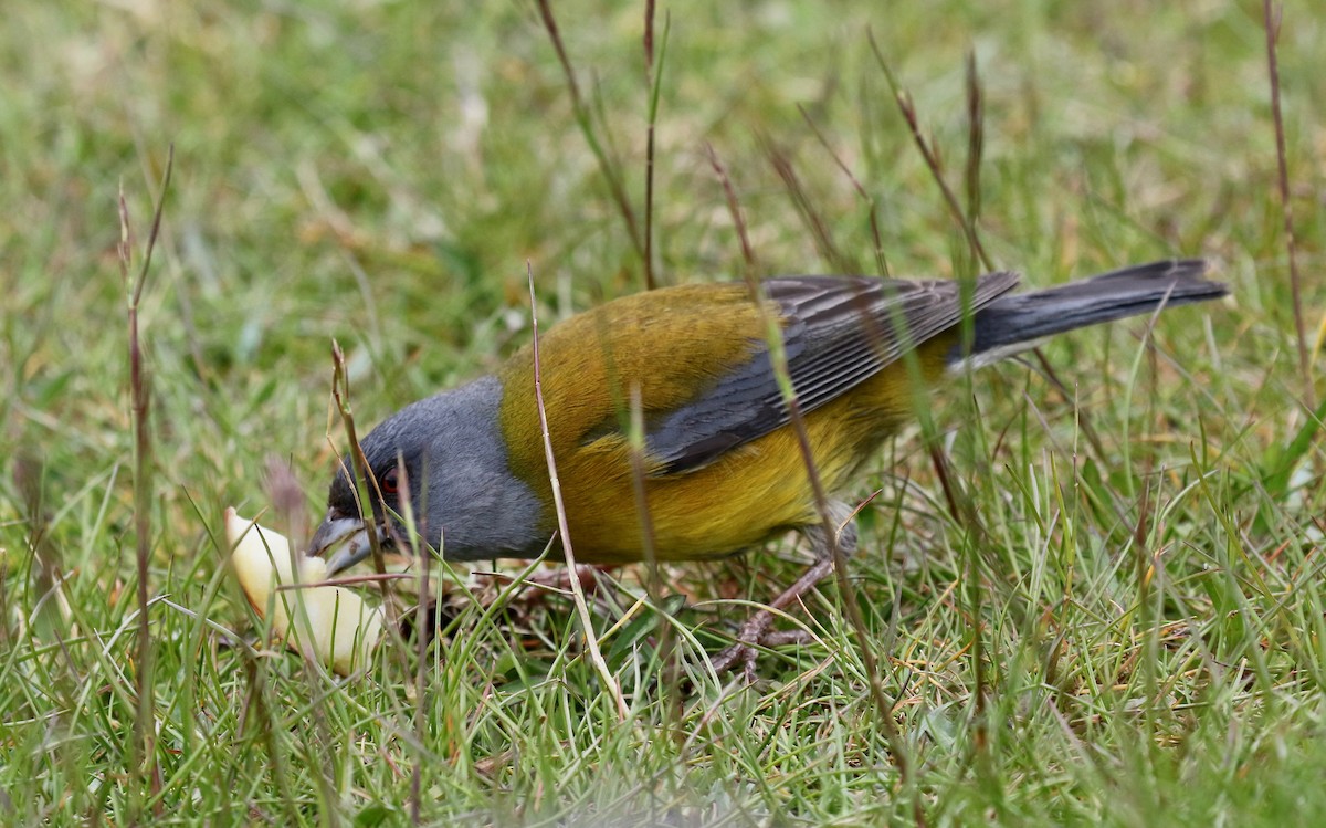 Patagonya And İspinozu - ML647809473