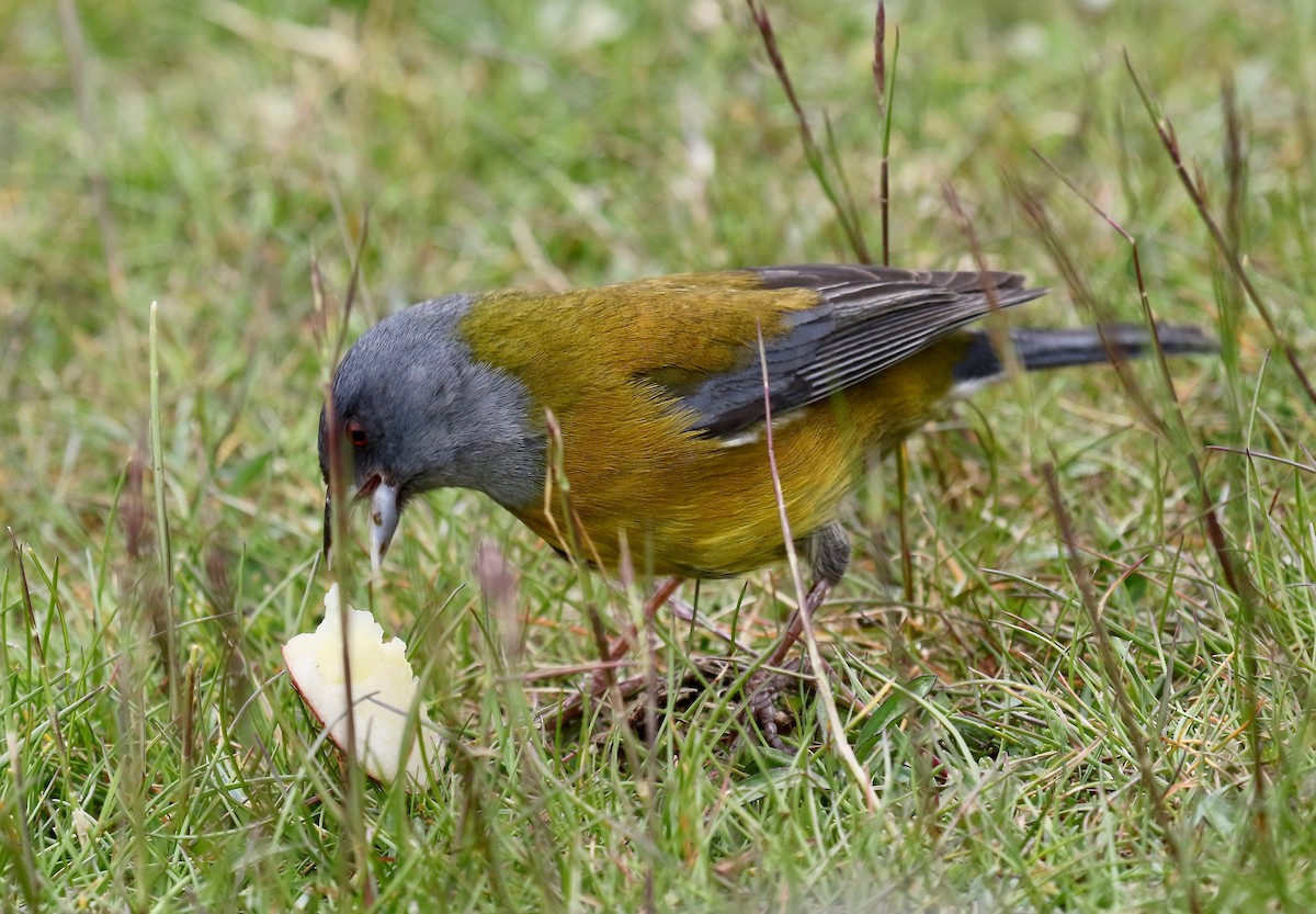 Patagonian Sierra Finch - ML647809474
