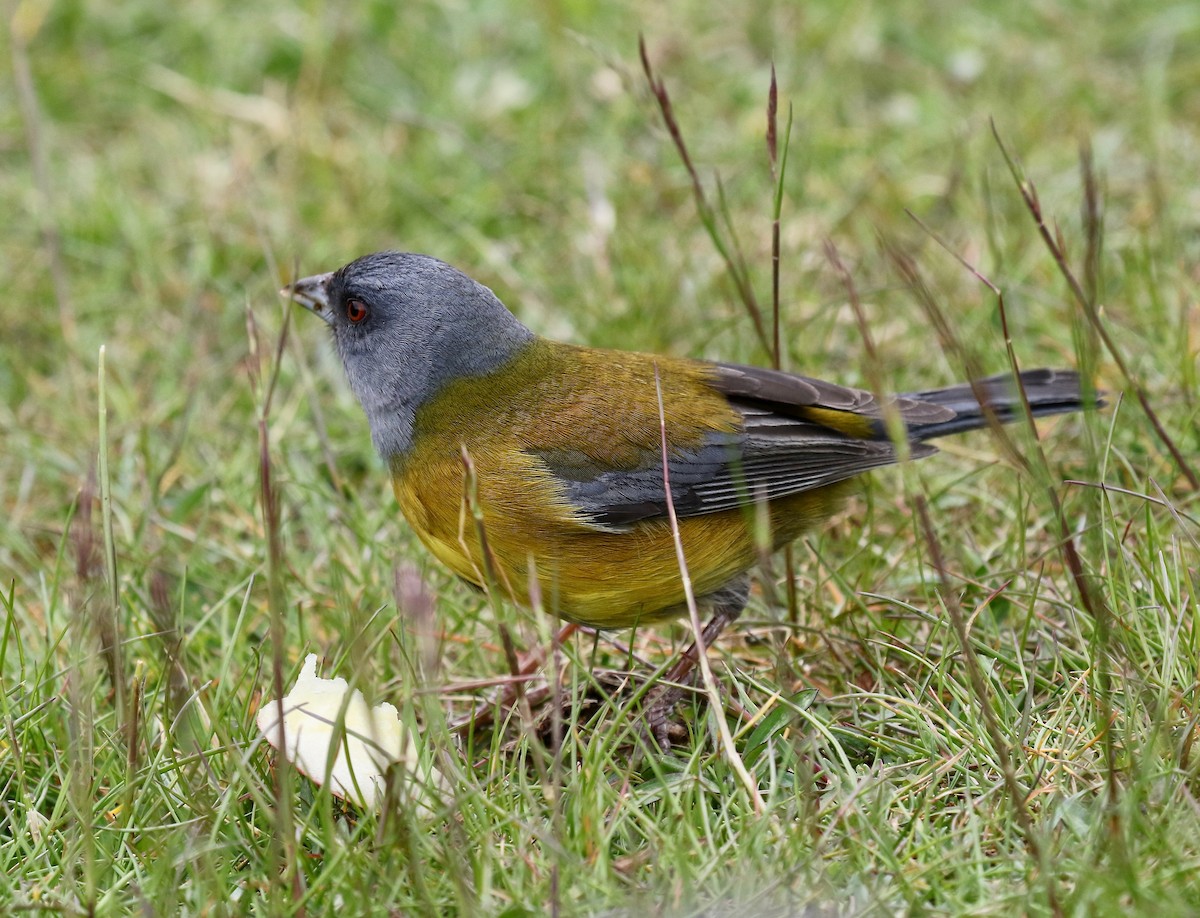Patagonian Sierra Finch - ML647809476