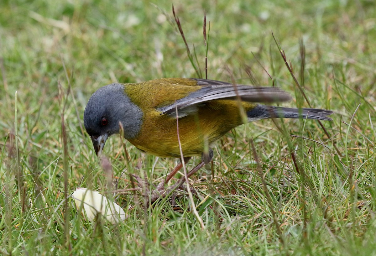 Patagonian Sierra Finch - ML647809477