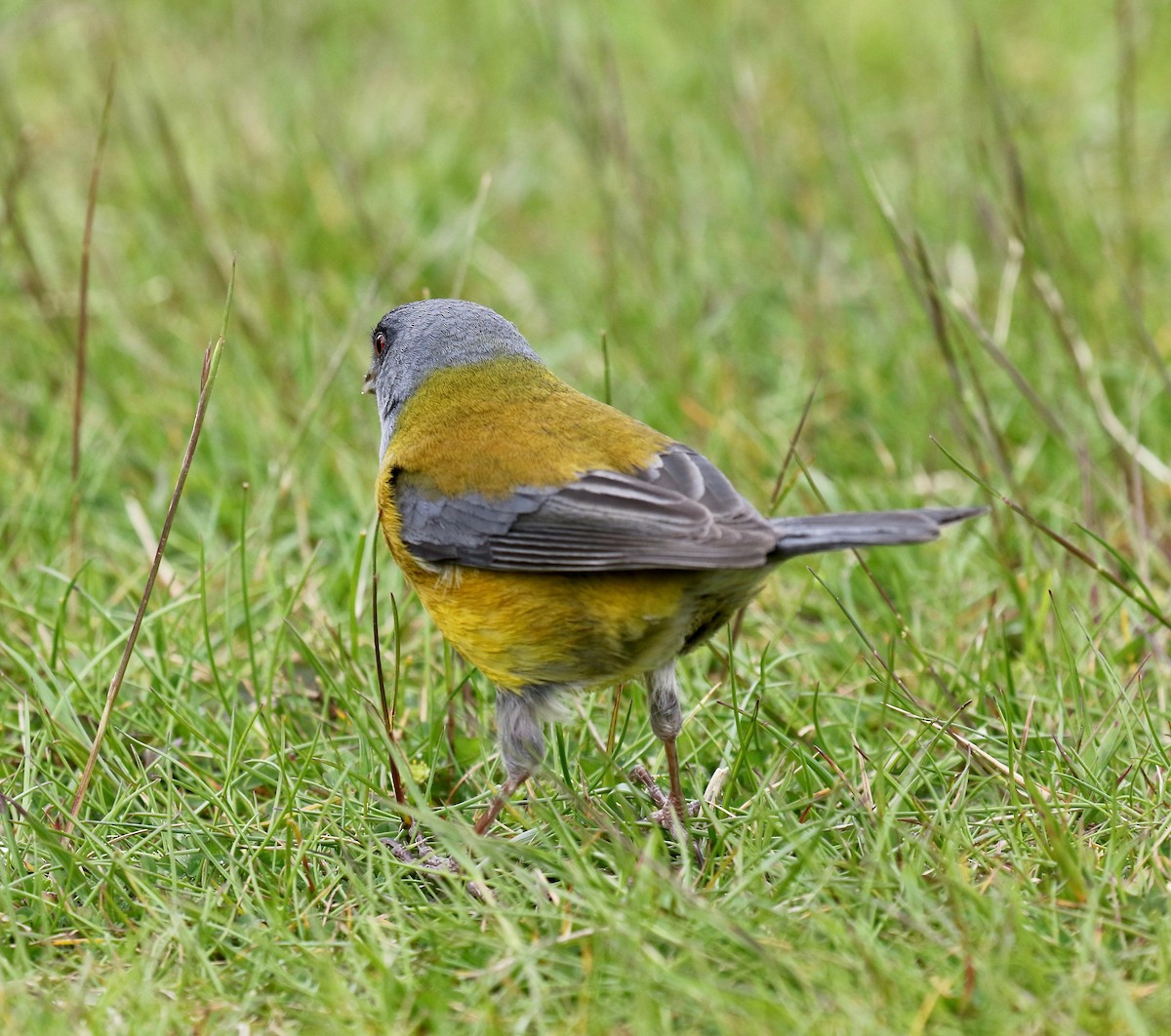 Patagonya And İspinozu - ML647809478