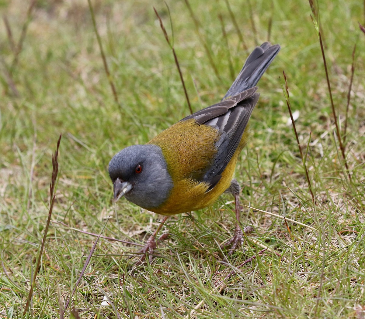 Patagonya And İspinozu - ML647809479