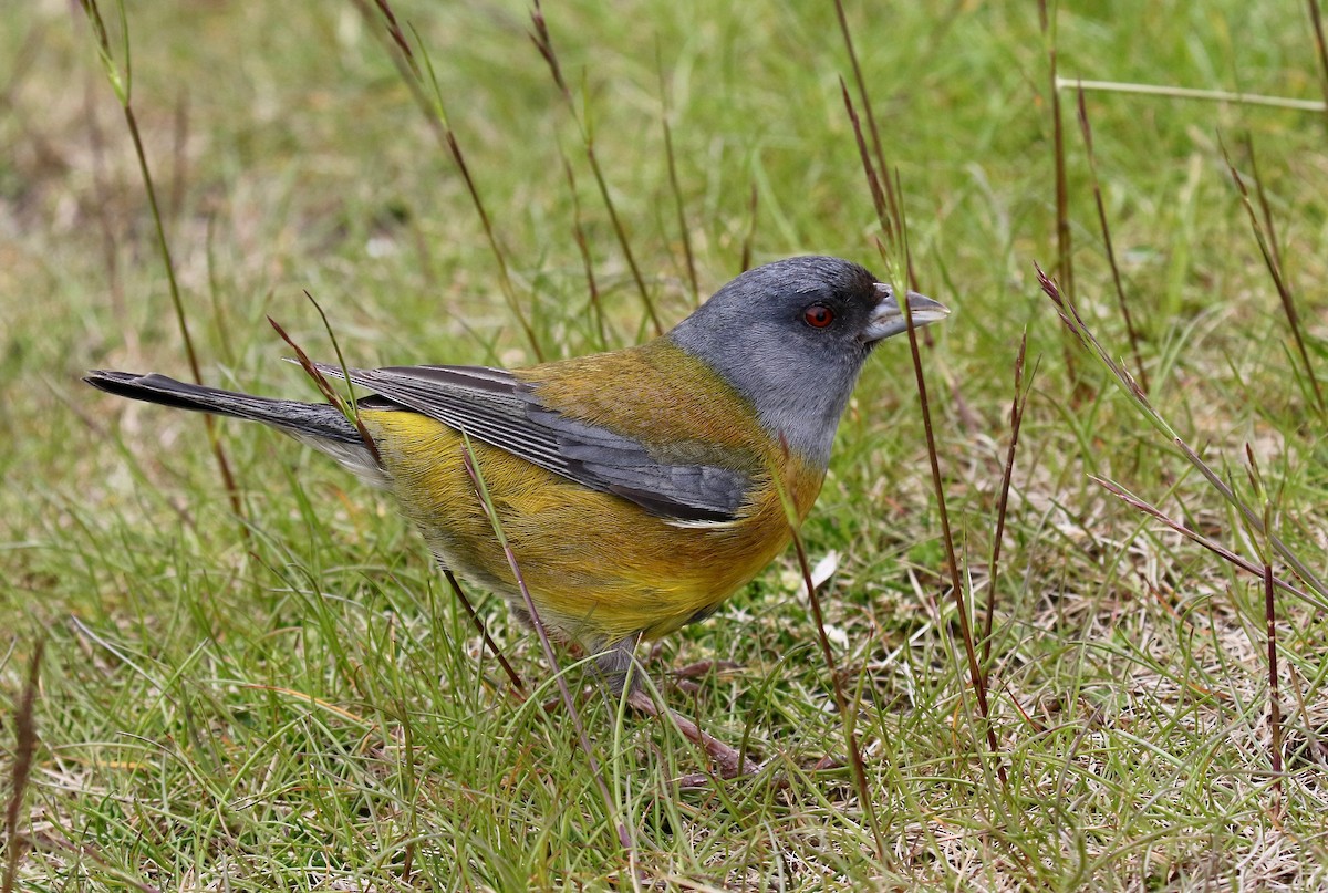 Patagonya And İspinozu - ML647809480