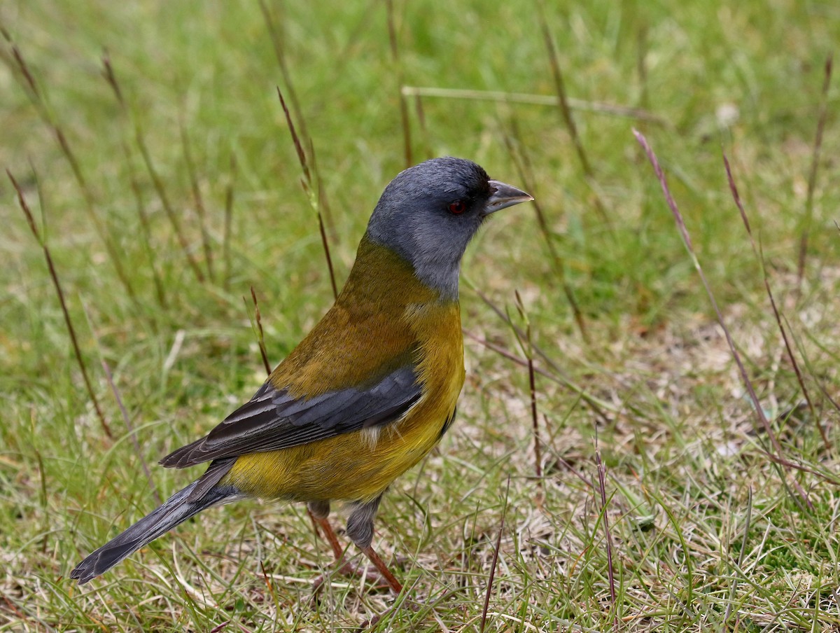 Patagonya And İspinozu - ML647809481