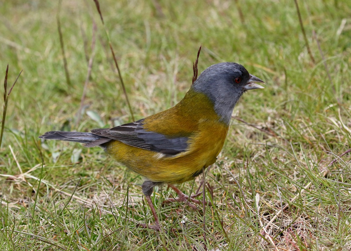 Patagonya And İspinozu - ML647809482