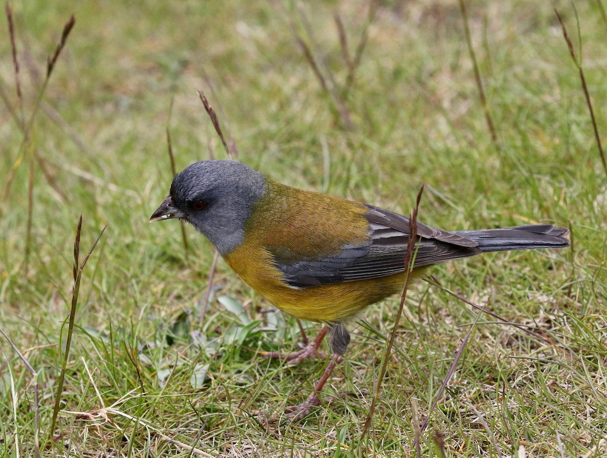 Patagonya And İspinozu - ML647809483