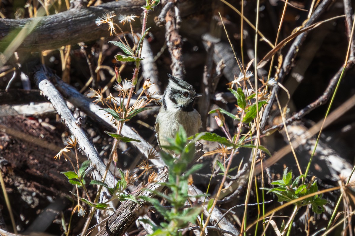 Bridled Titmouse - ML647809489