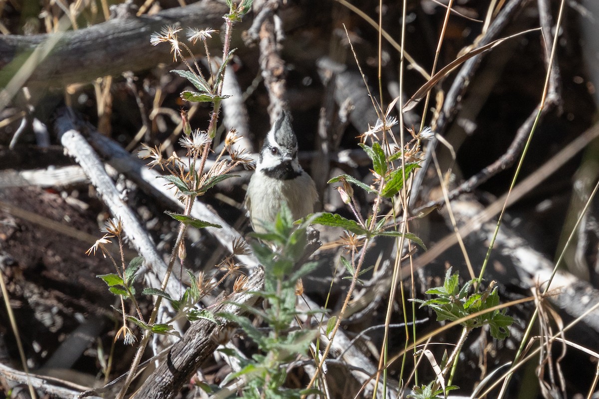 Bridled Titmouse - ML647809490