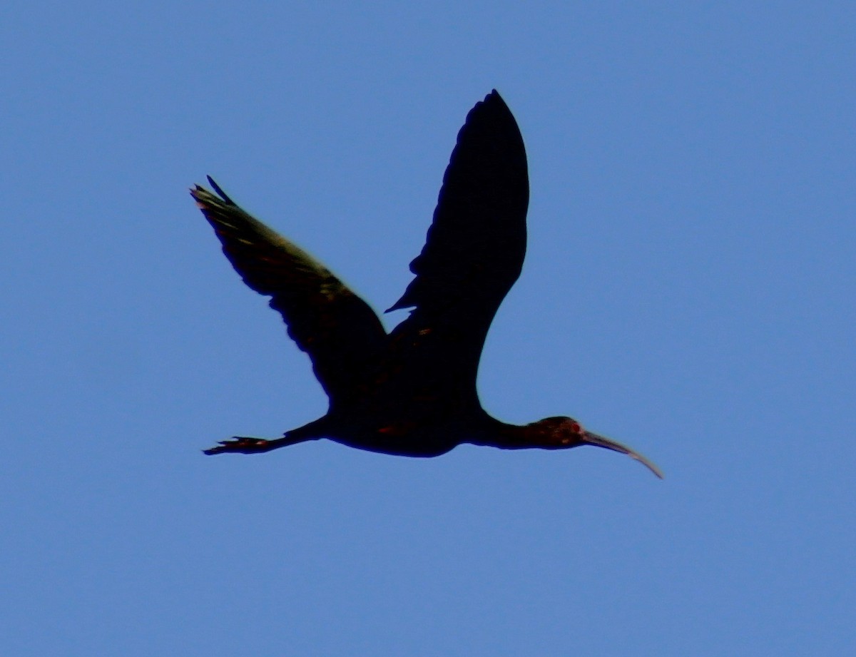 Ak Yüzlü Çeltikçi - ML647809495