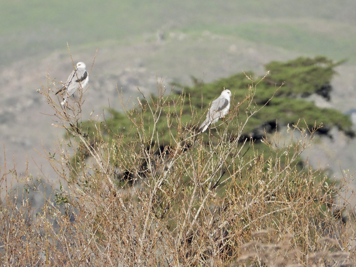 Amerika Ak Çaylağı - ML647809499