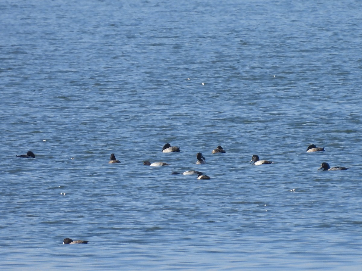 Karabaş/Morbaş Patka - ML647809500