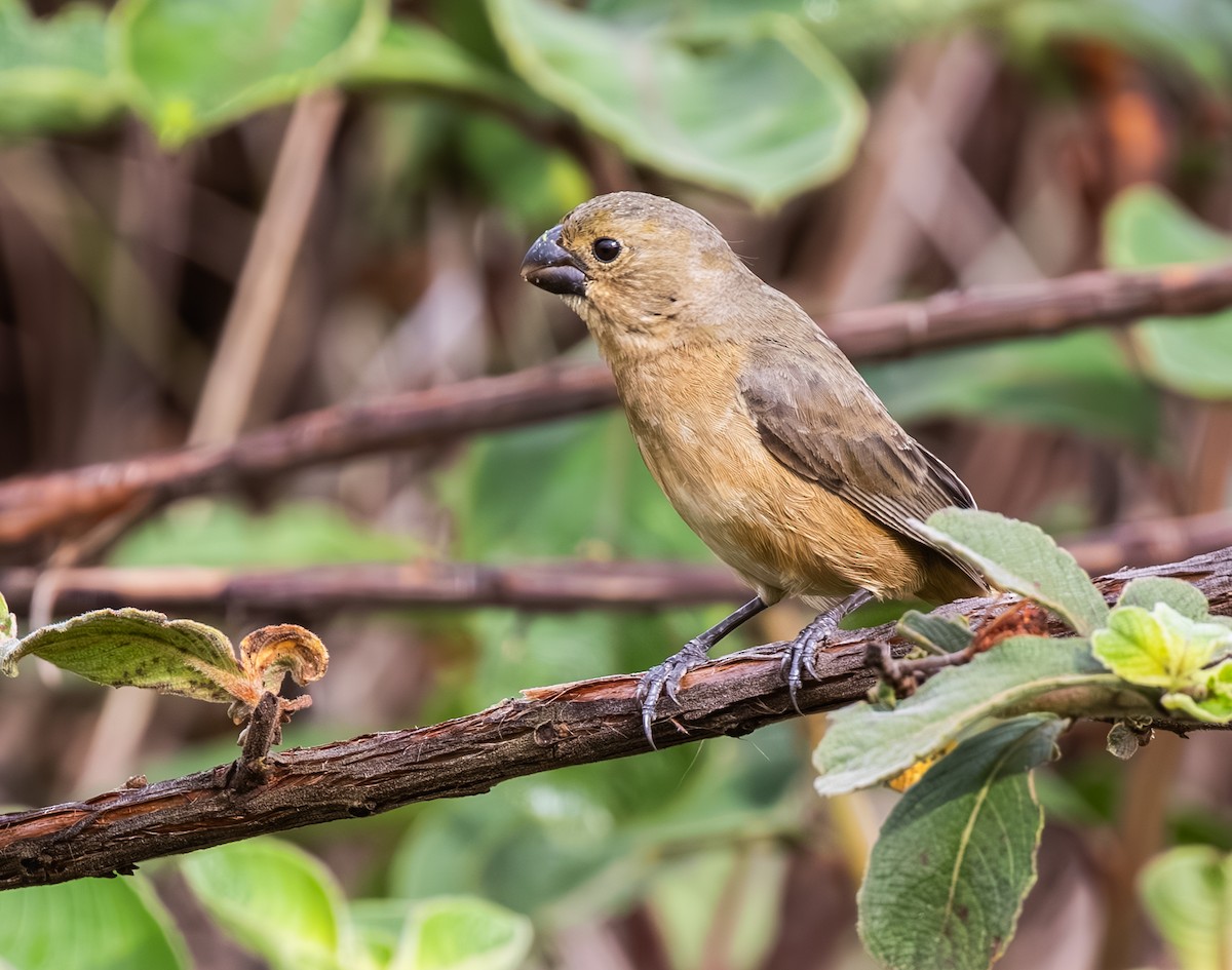 Ak Karınlı Tohumcul - ML647809501
