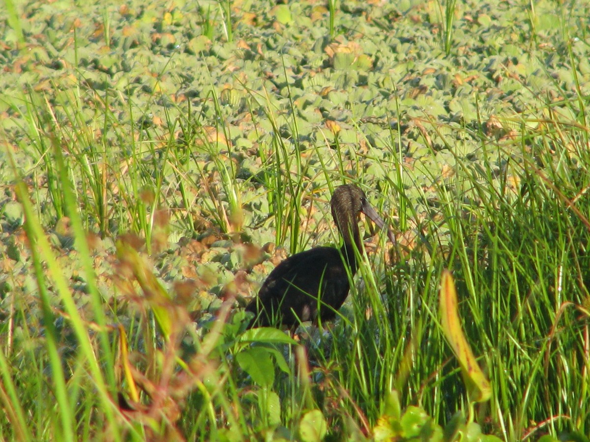 Çeltikçi - ML647809502