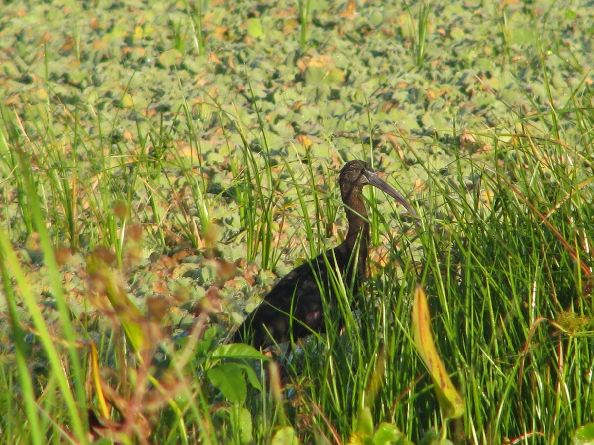 Çeltikçi - ML647809503