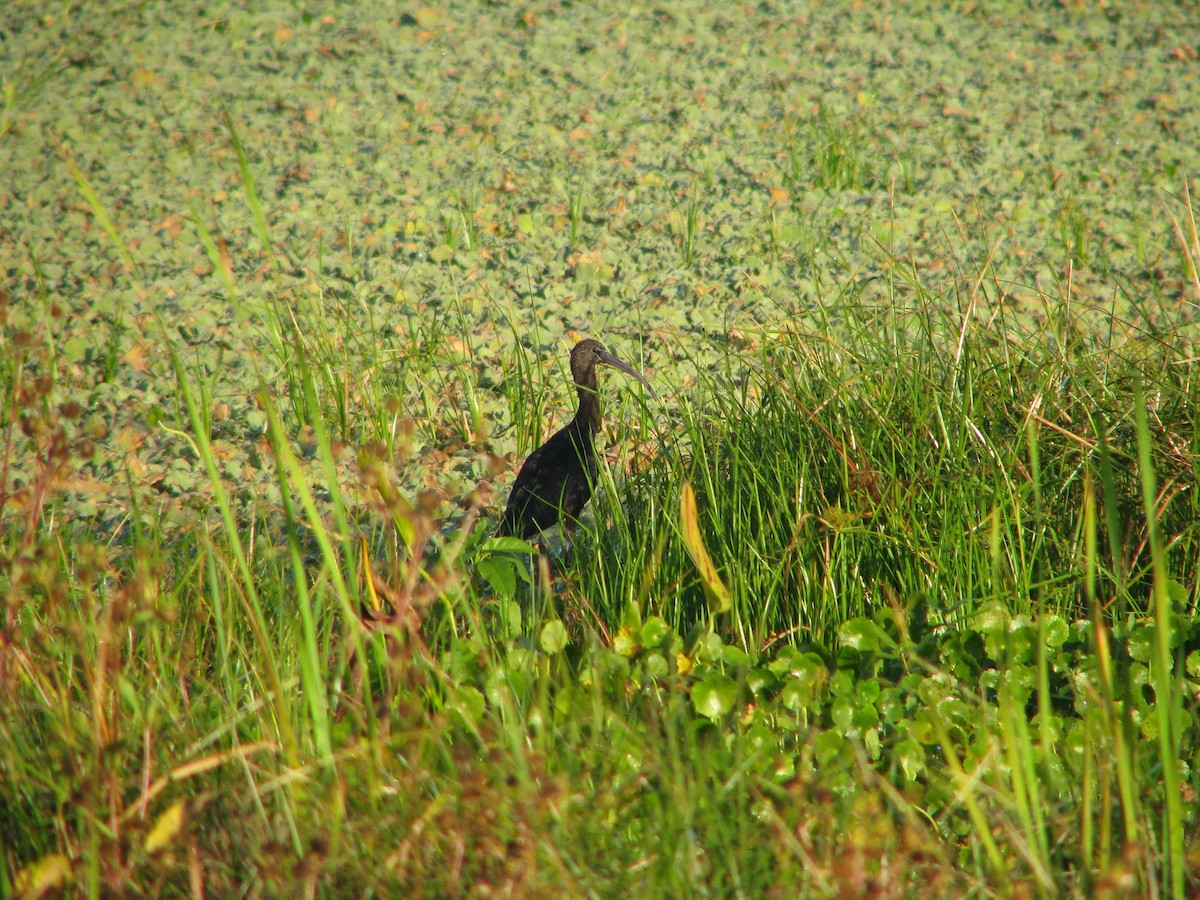 Çeltikçi - ML647809504