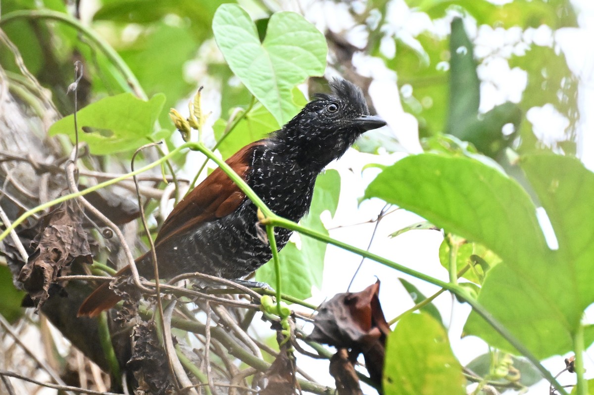 Kızıl Sırtlı Karıncaavcısı - ML647809506