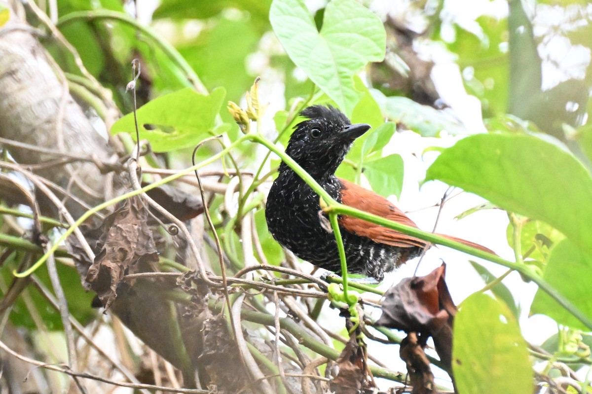 Kızıl Sırtlı Karıncaavcısı - ML647809507