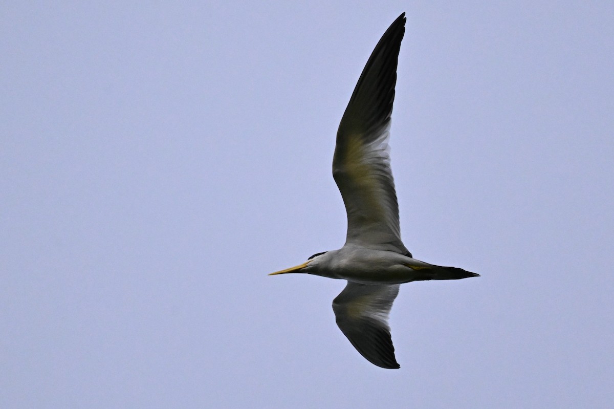 Kalın Gagalı Sumru - ML647809509