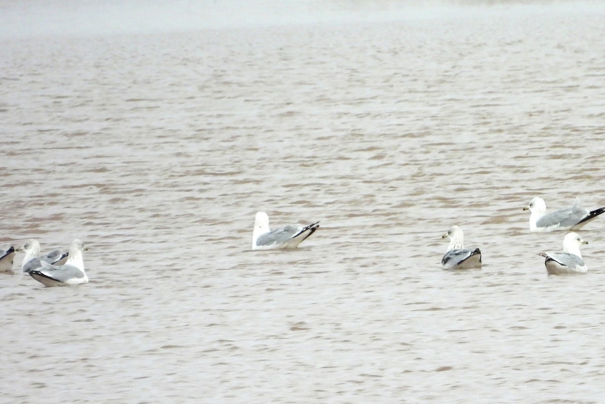 Halkalı Martı - ML647809510