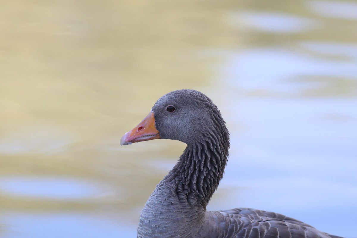 Boz Kaz - ML647809511