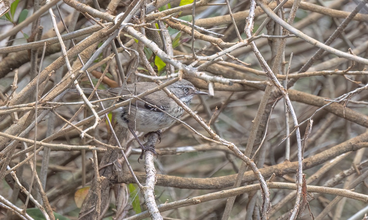 Benekli Serikornis - ML647809513