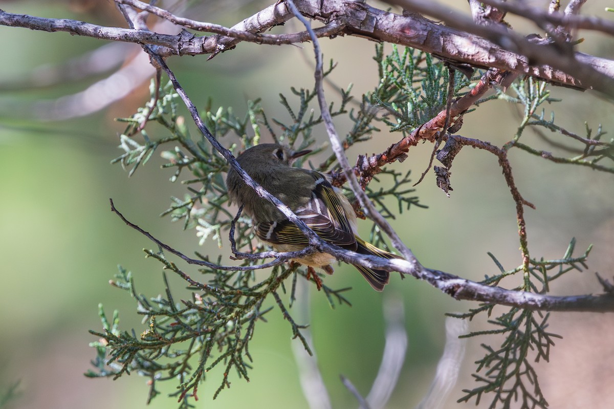 Gözlüklü Çalıkuşu - ML647809514