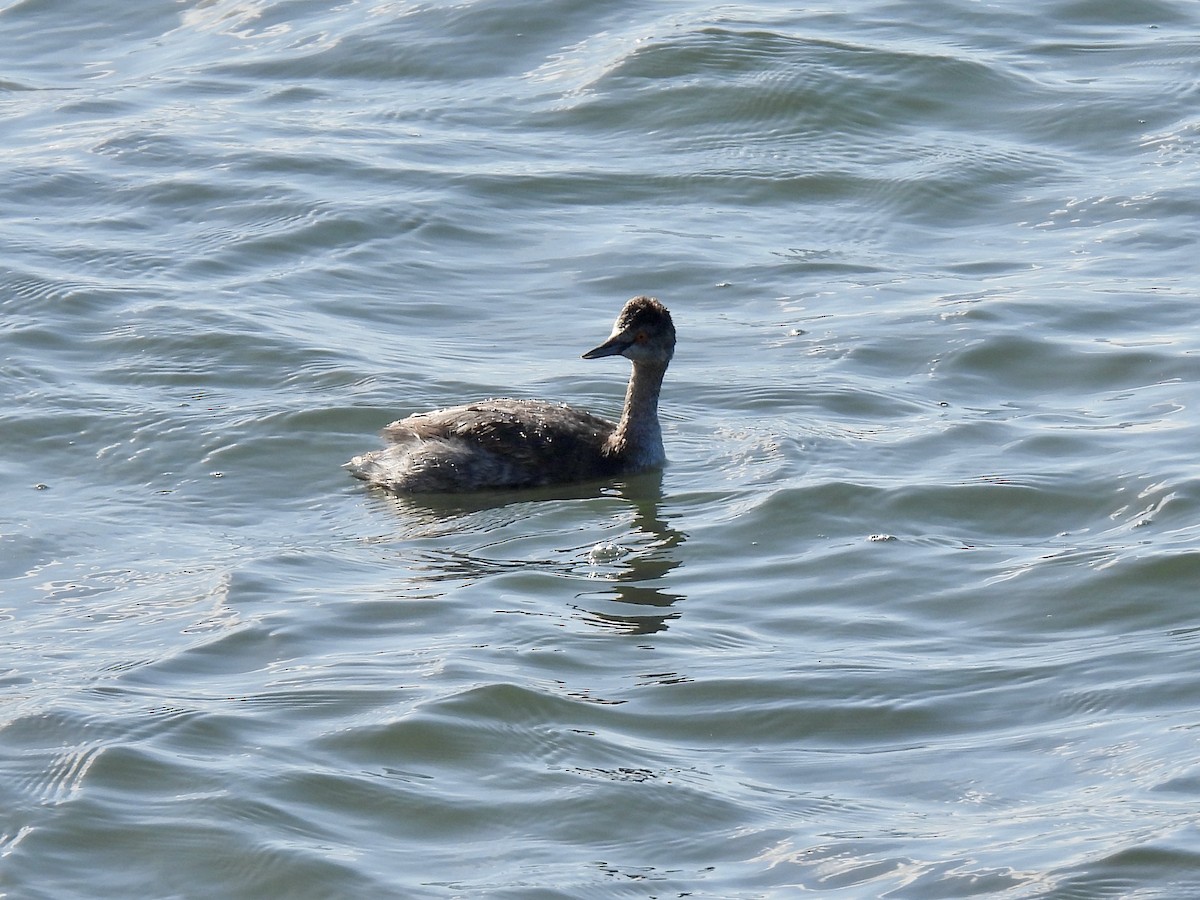 Kara Boyunlu Batağan - ML647809515