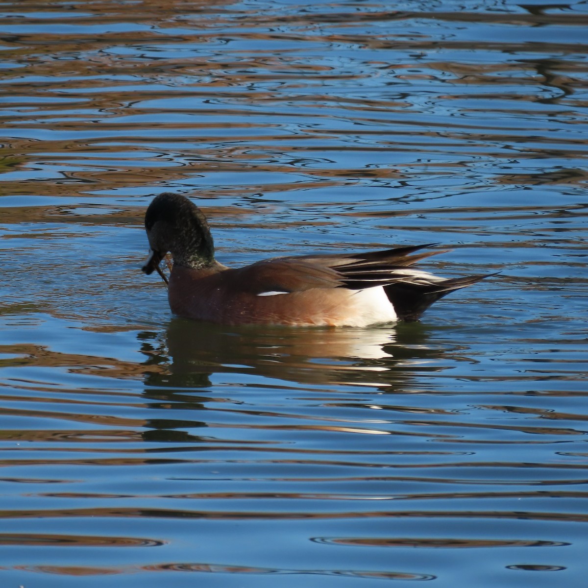 Amerika Fiyusu - ML647809517