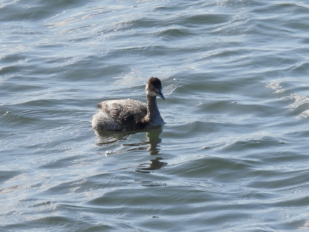 Kara Boyunlu Batağan - ML647809518