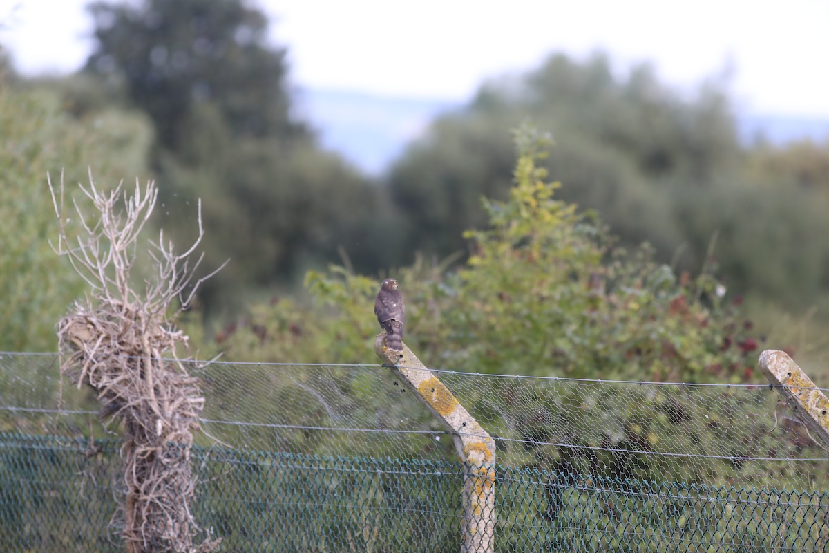 Atmaca - ML647809520