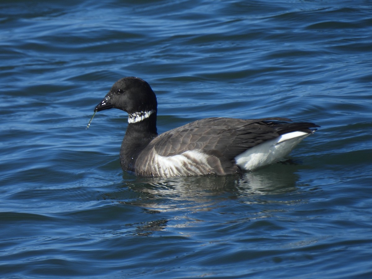 Yosun Kazı - ML647809521