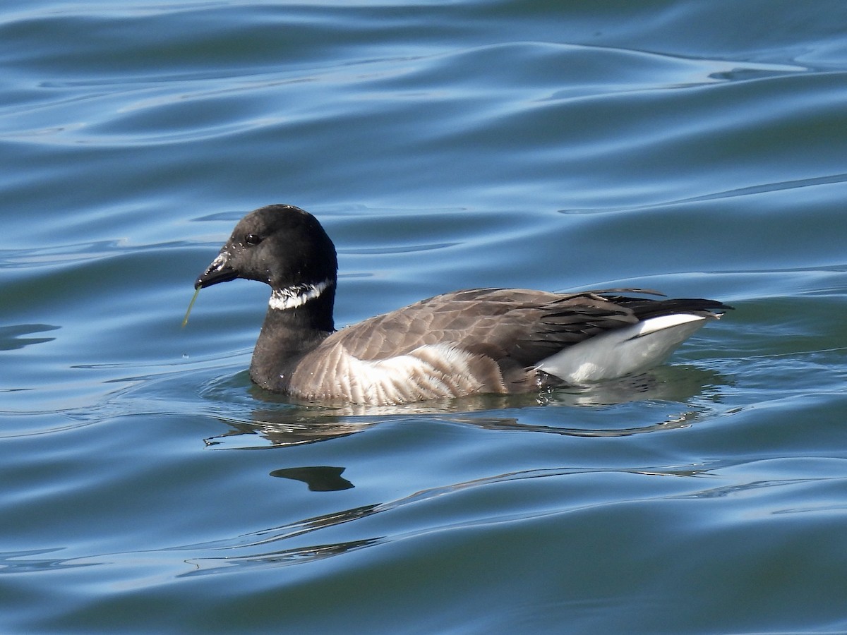 Yosun Kazı - ML647809522