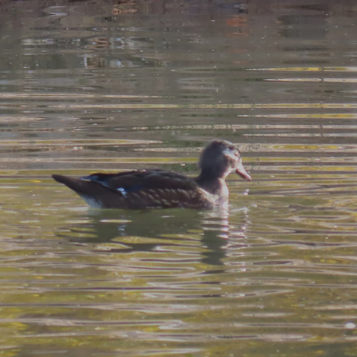 Ahate karolinarra - ML647809525