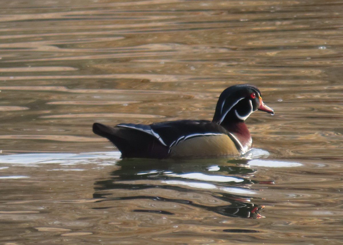 Ahate karolinarra - ML647809526