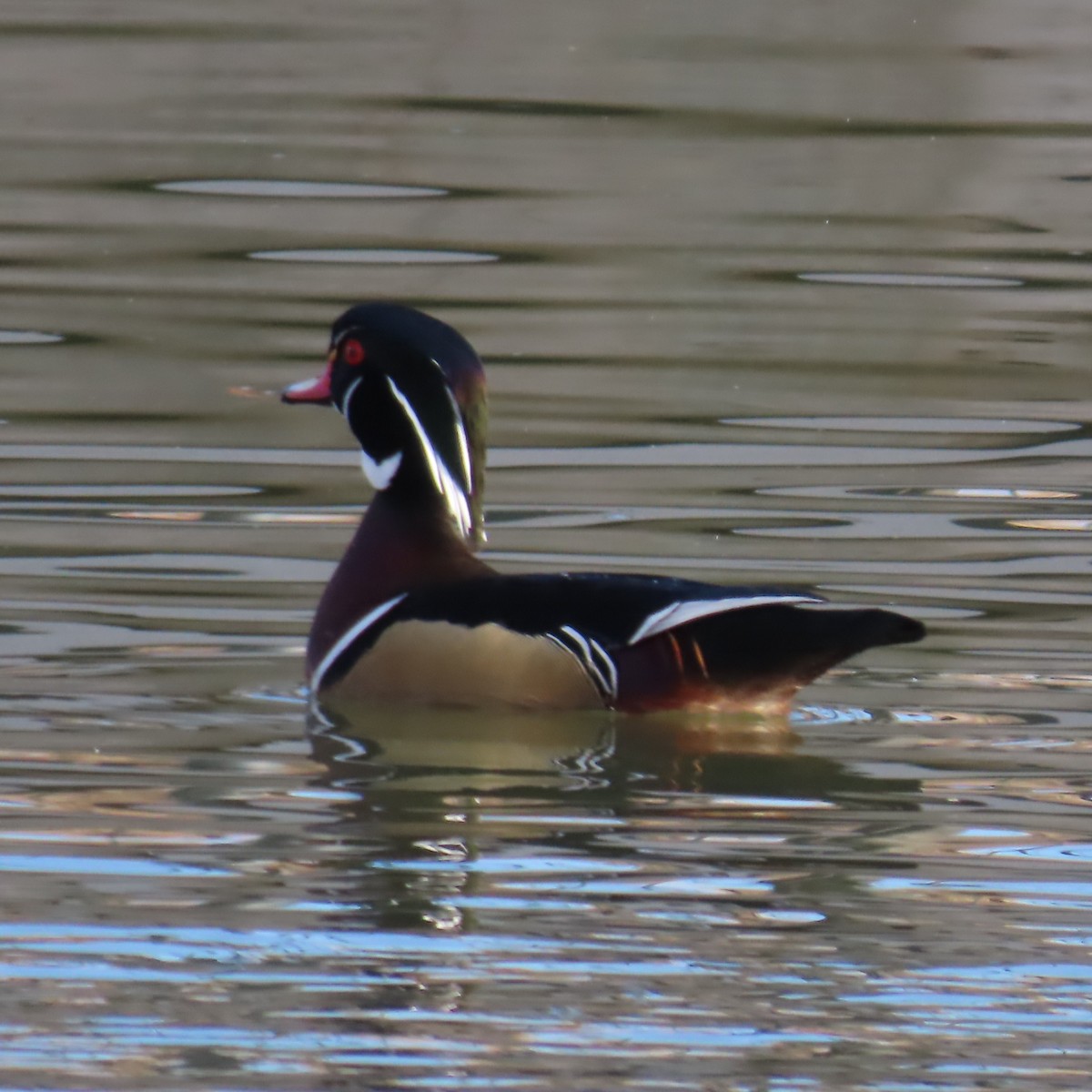 Ahate karolinarra - ML647809527