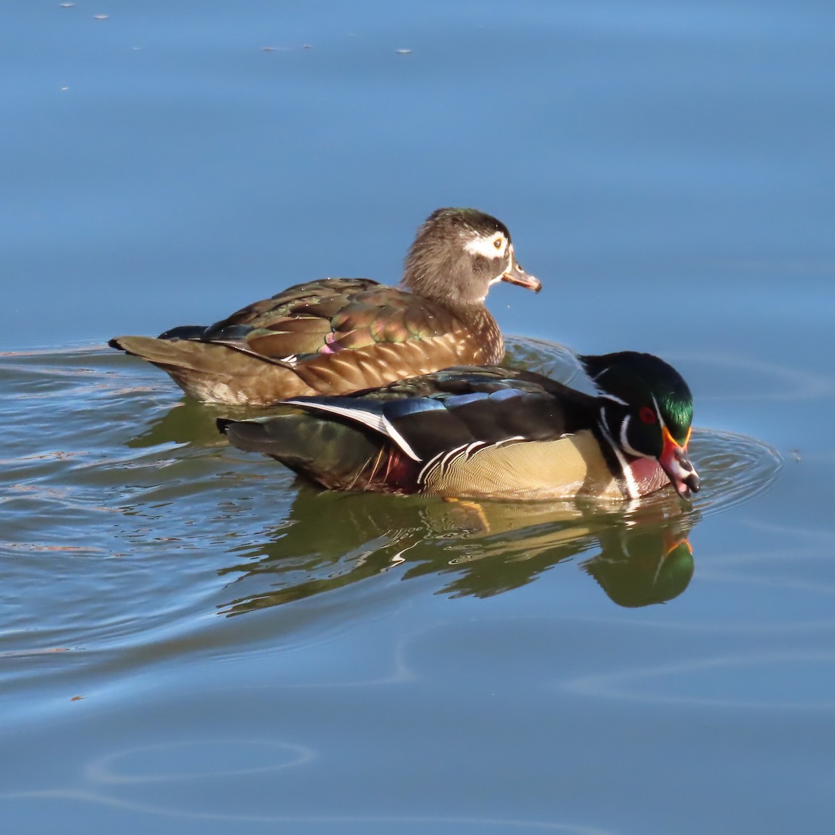 Ahate karolinarra - ML647809528