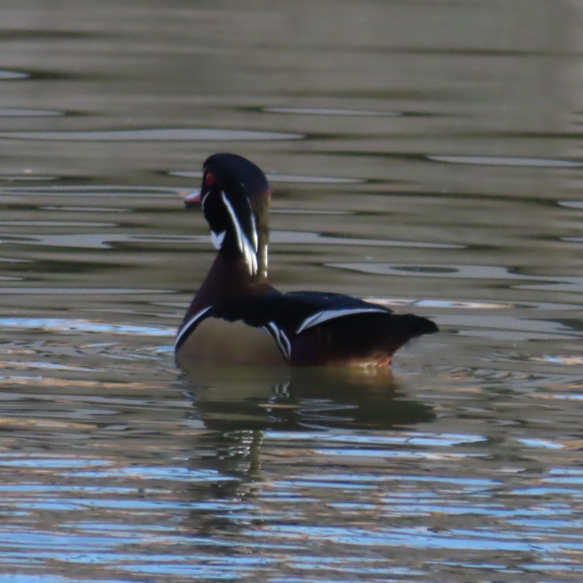 Ahate karolinarra - ML647809530