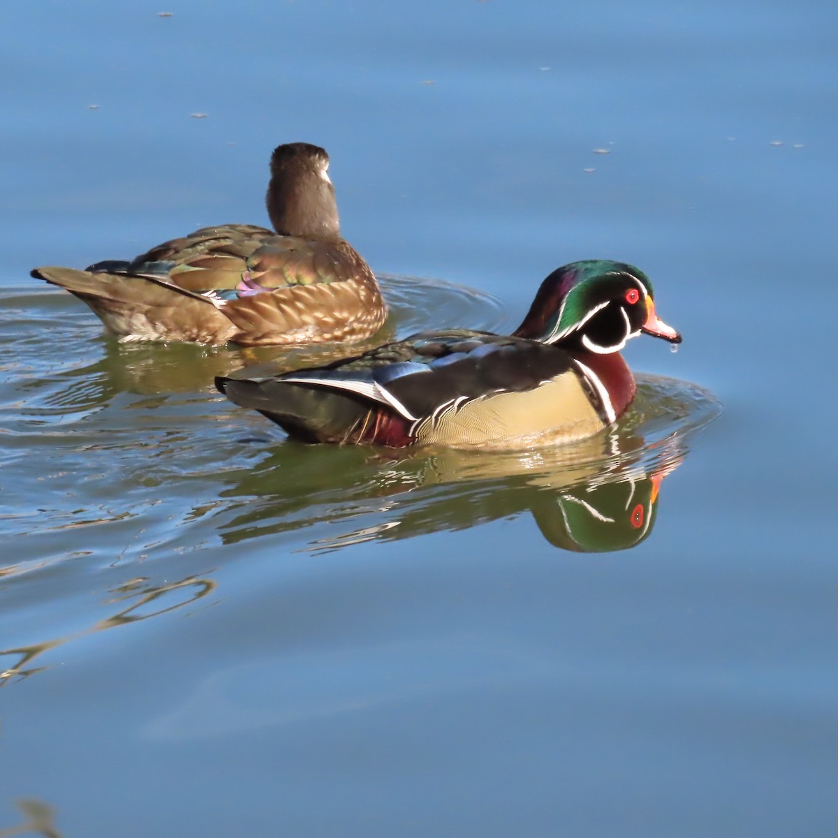 Ahate karolinarra - ML647809531